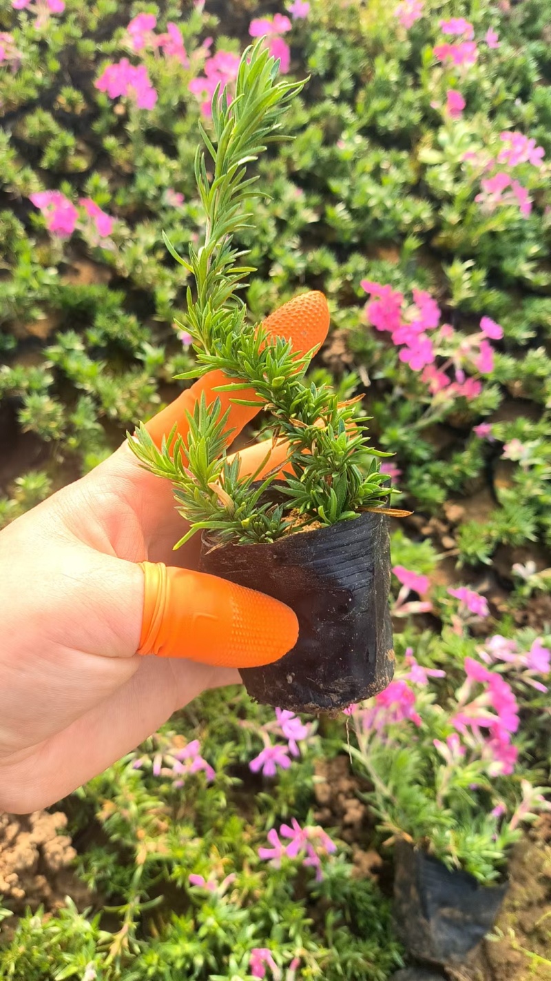 芝樱丛生福禄考蓝色针叶绣球