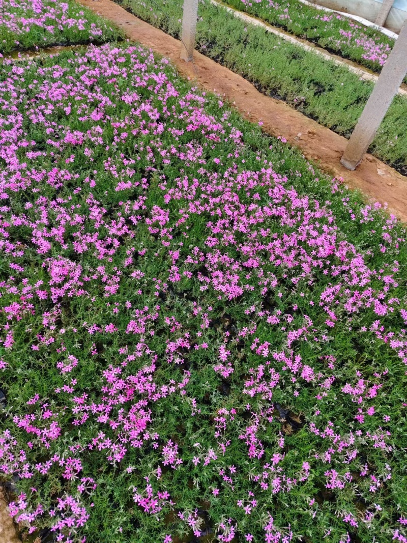 芝樱丛生福禄考蓝色针叶绣球