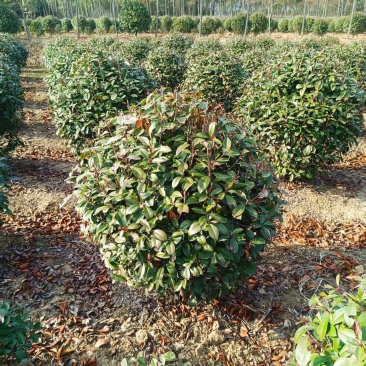 1.2红叶石楠球