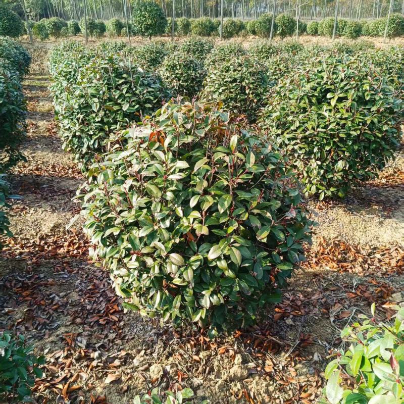 1.2红叶石楠球