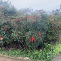 南天竹