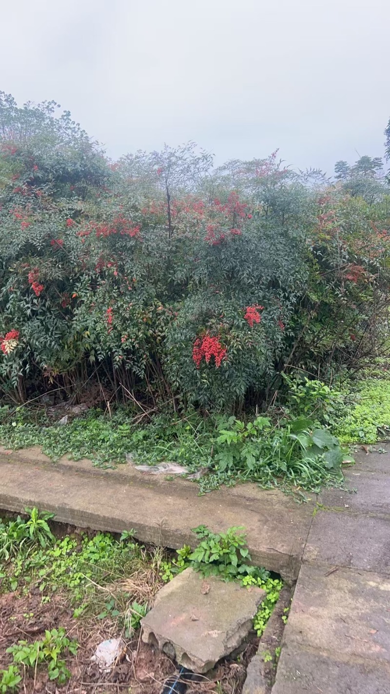 南天竹