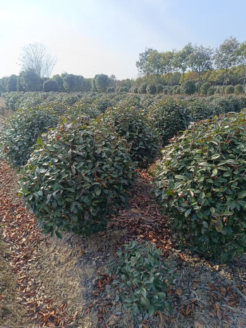 1.2红叶石楠球
