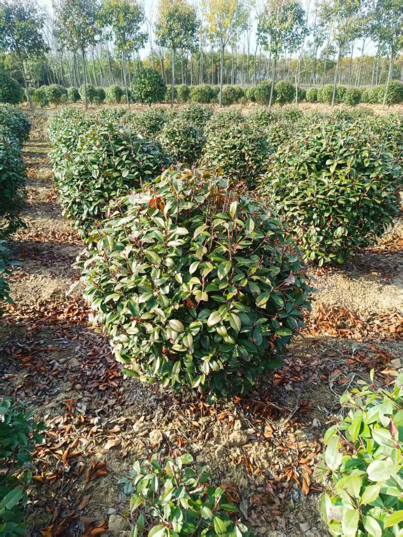 1.2红叶石楠球