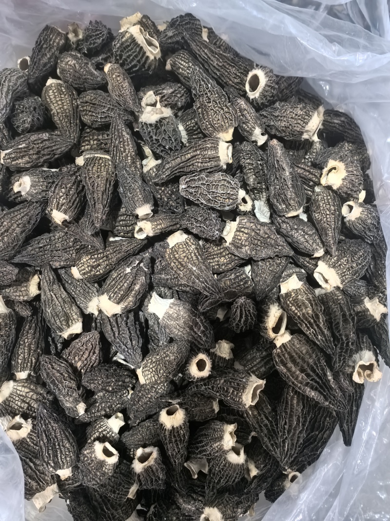 羊肚菌
