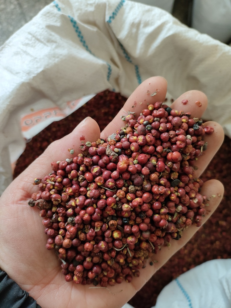 茜草种子，家种茜草，野生茜草