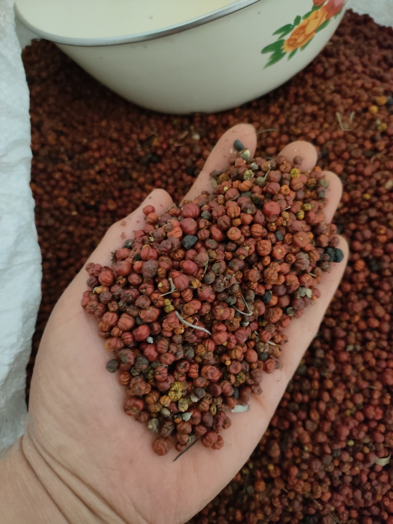 茜草种子，家种茜草，野生茜草
