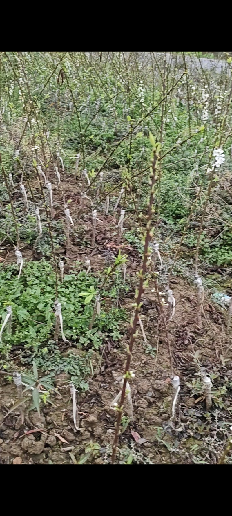 供应优质三华李苗