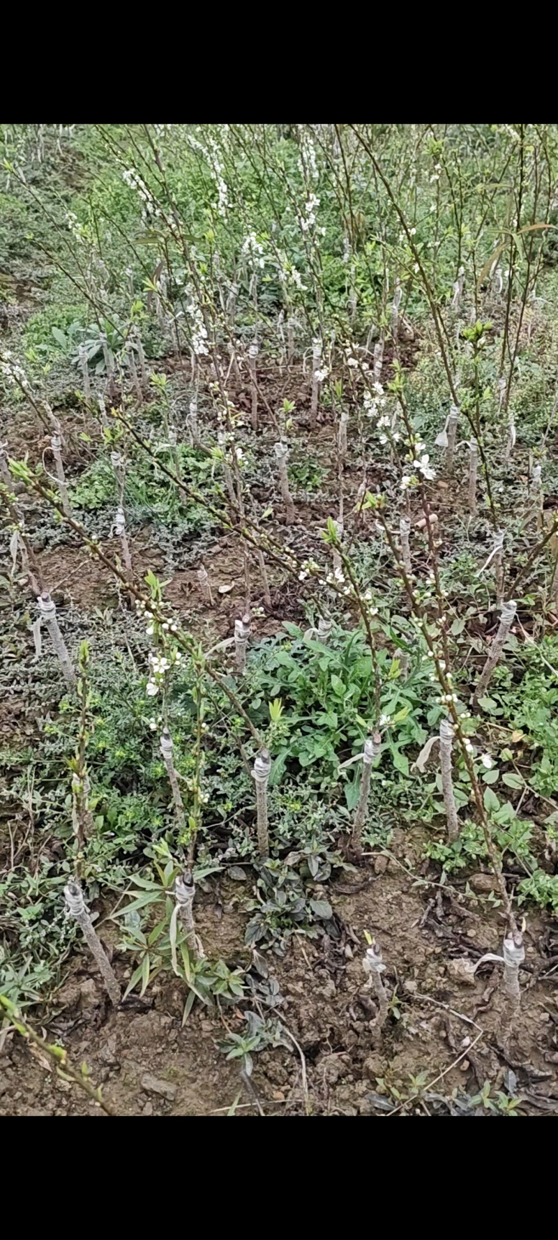 供应优质三华李苗