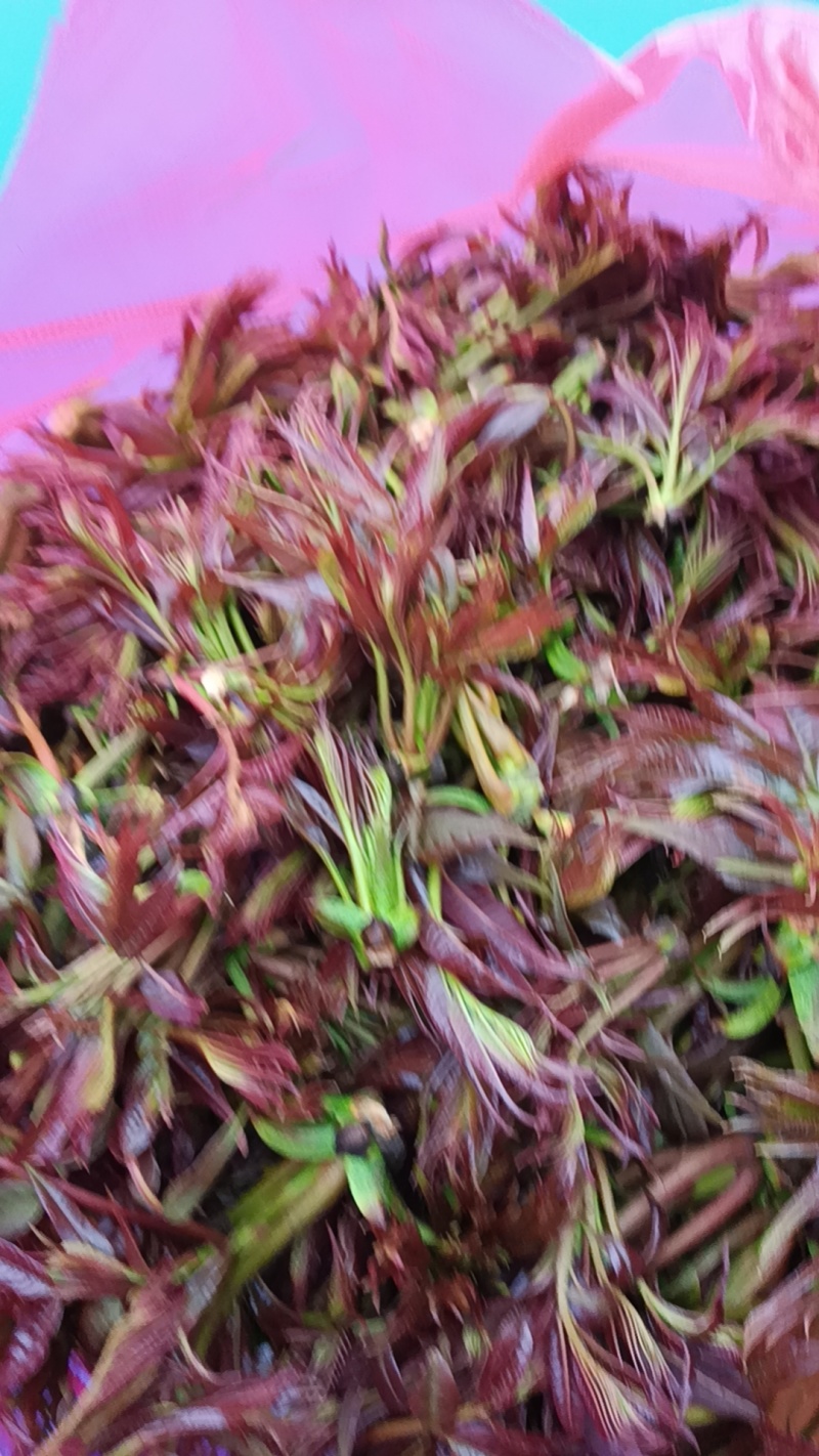 云南新鲜香椿