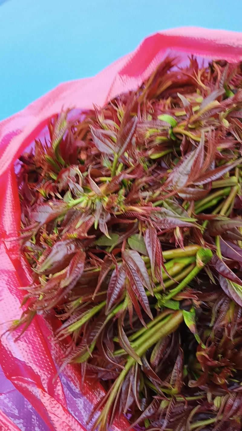 云南新鲜香椿