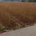 枫香树苗种苗基地直销量大质优保质保量支持视频看货