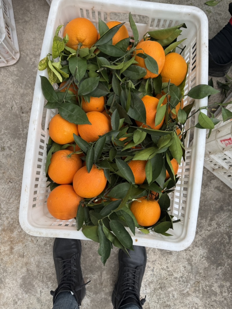 奉节脐橙产地专业：代办/代收/代发/