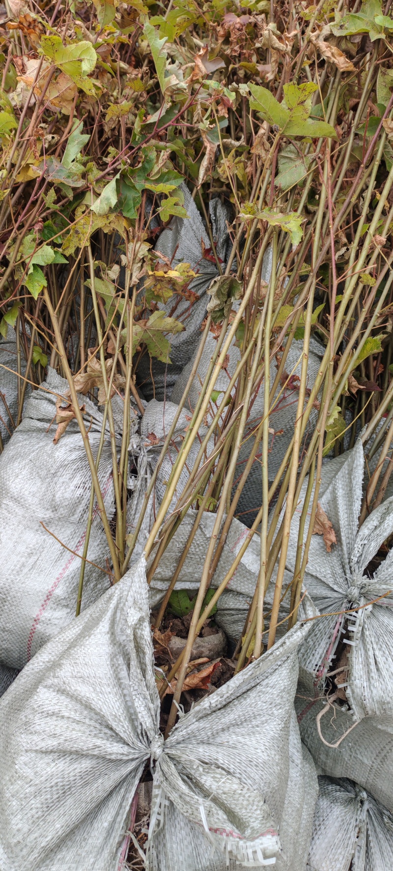 枫香树苗种苗基地直销量大质优保质保量支持视频看货