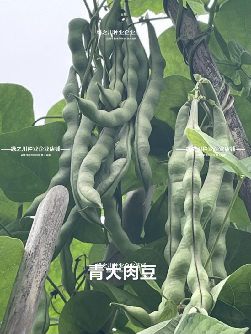 大青肉豆种子九粒青架豆种子少筋芸豆纤维少高产实心四季豆