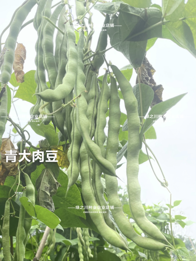 大青肉豆种子九粒青架豆种子少筋芸豆纤维少高产实心四季豆