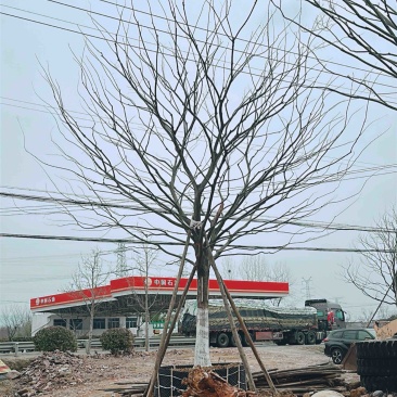 移栽，乌桕，朴树