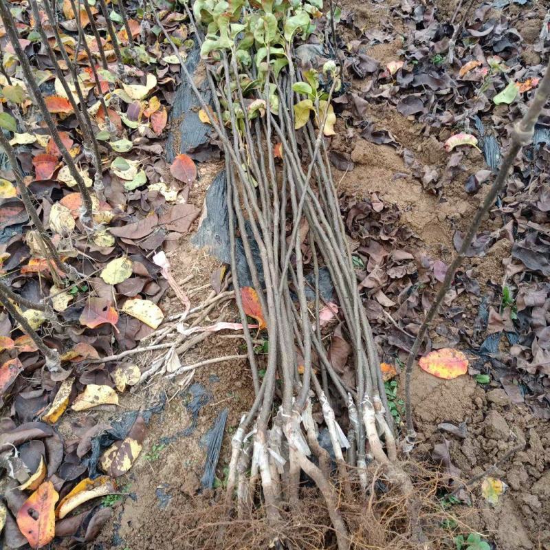 山农酥梨树苗秋月梨树苗基地直销梨树苗