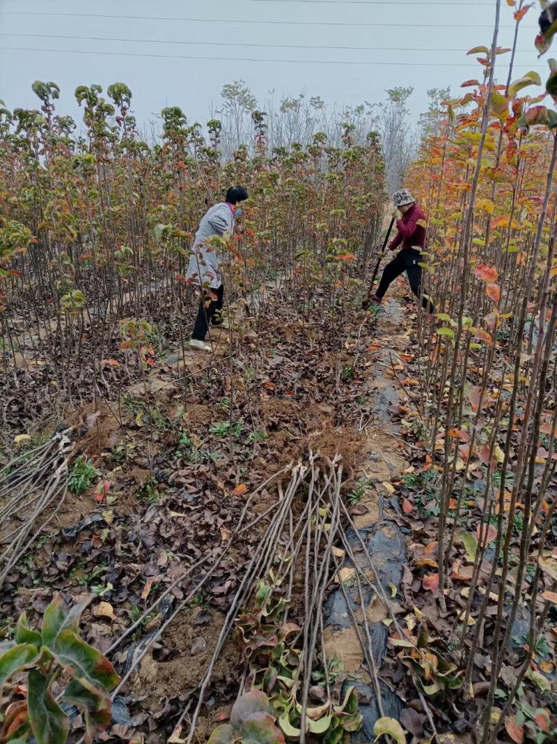 山农酥梨树苗秋月梨树苗基地直销梨树苗