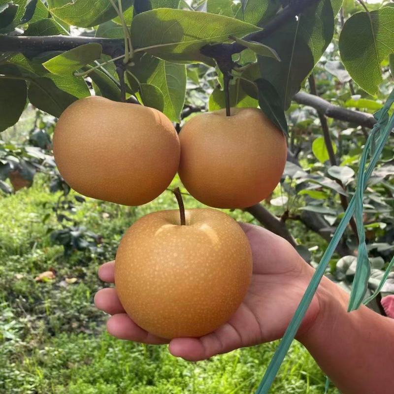 山农酥梨树苗秋月梨树苗基地直销梨树苗