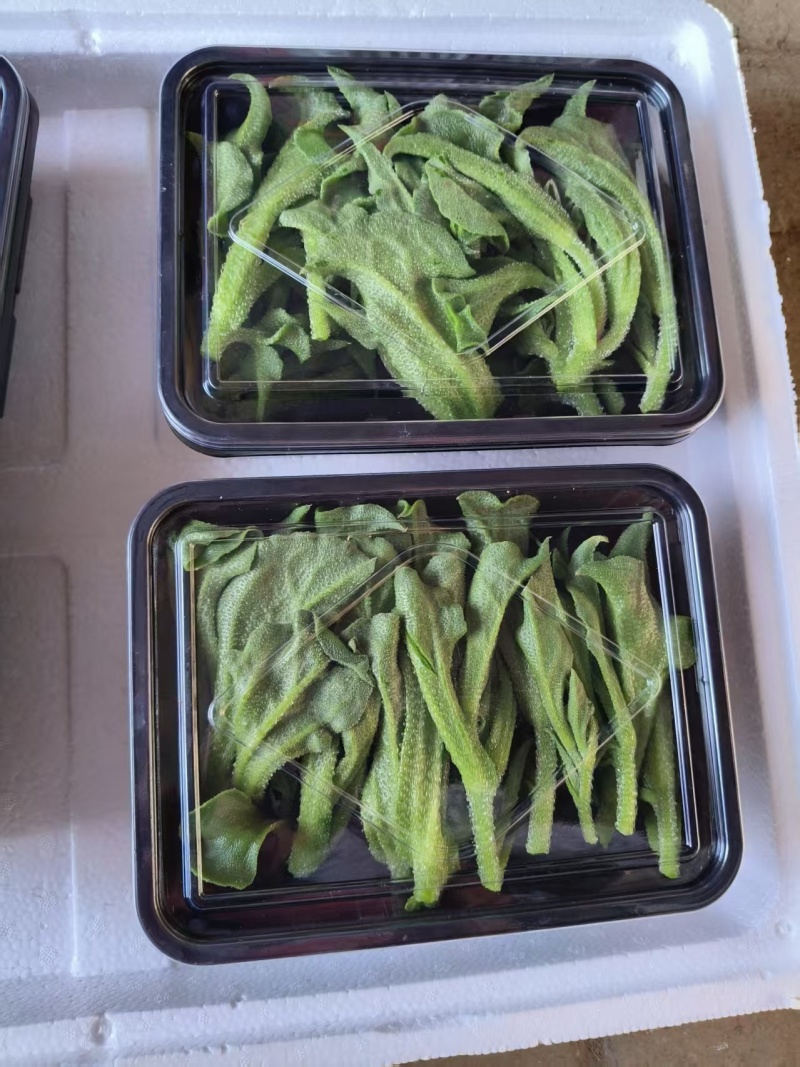 【非洲冰草】供应酒店连锁餐饮常年不间断一箱也可发支持线上