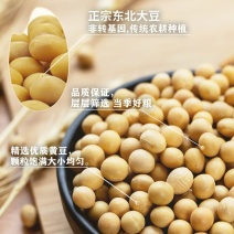 黑龙江海伦黄豆，优质大豆，非转基因，大颗粒品质上乘