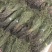 独脚金青绿货各种规格大量供应对接全国市场