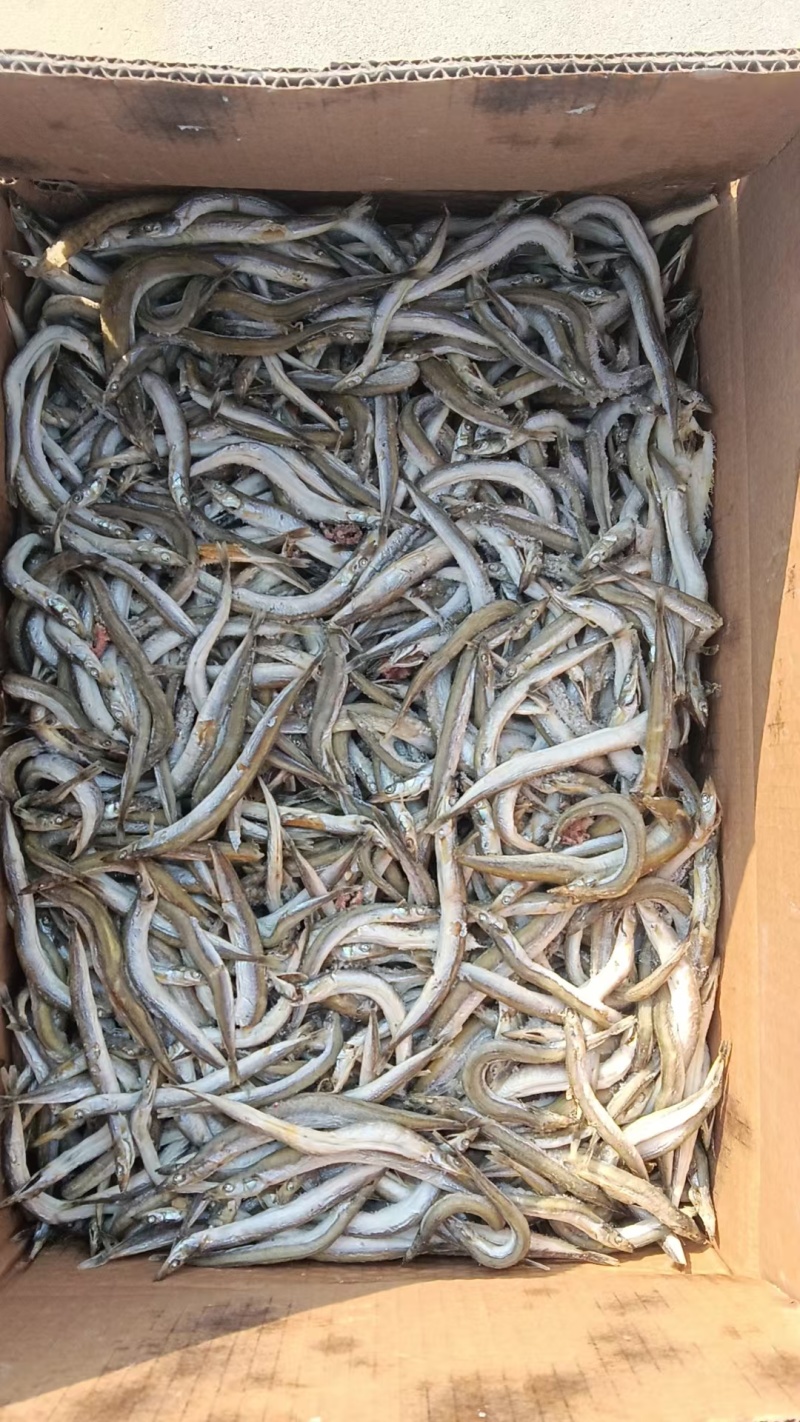 银针鱼，面条鱼，即食，干煸辣炒都好吃，做香辣小熟鱼特棒