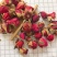 月季花山东月季花中药材月季花可茶用