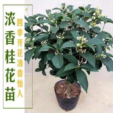 四季桂花树苗庭院阳台盆栽室外室内绿植浓香型盆景客厅耐寒耐
