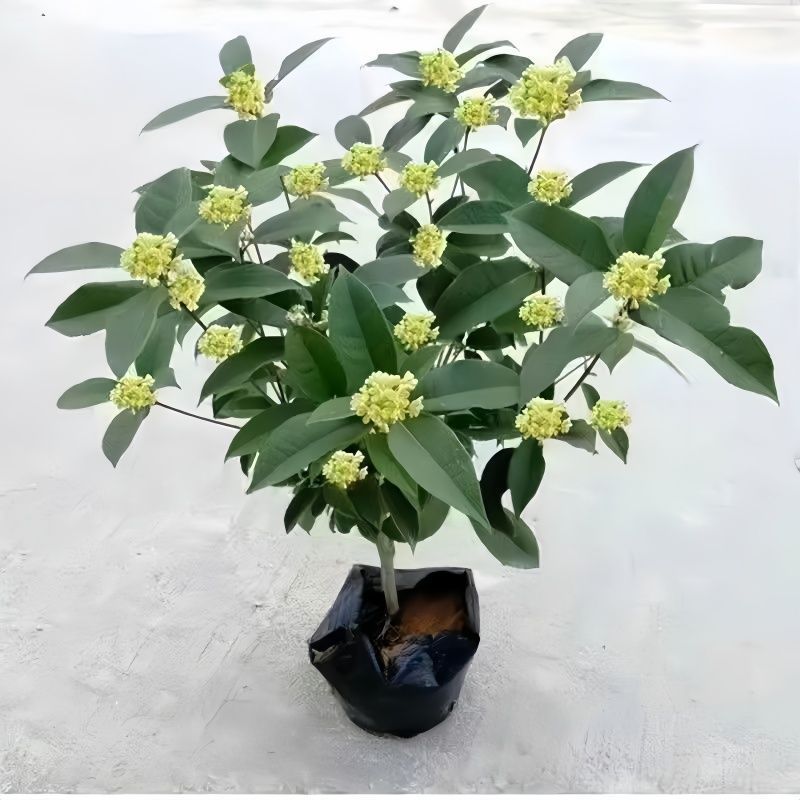 四季桂花树苗庭院阳台盆栽室外室内绿植浓香型盆景客厅耐寒耐