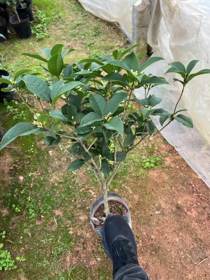四季桂花树苗庭院阳台盆栽室外室内绿植浓香型盆景客厅耐寒耐