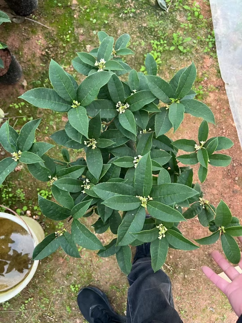 四季桂花树苗庭院阳台盆栽室外室内绿植浓香型盆景客厅耐寒耐