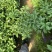 四季桂花树苗庭院阳台盆栽室外室内绿植浓香型盆景客厅耐寒耐