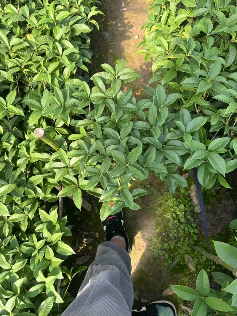 四季桂花树苗庭院阳台盆栽室外室内绿植浓香型盆景客厅耐寒耐