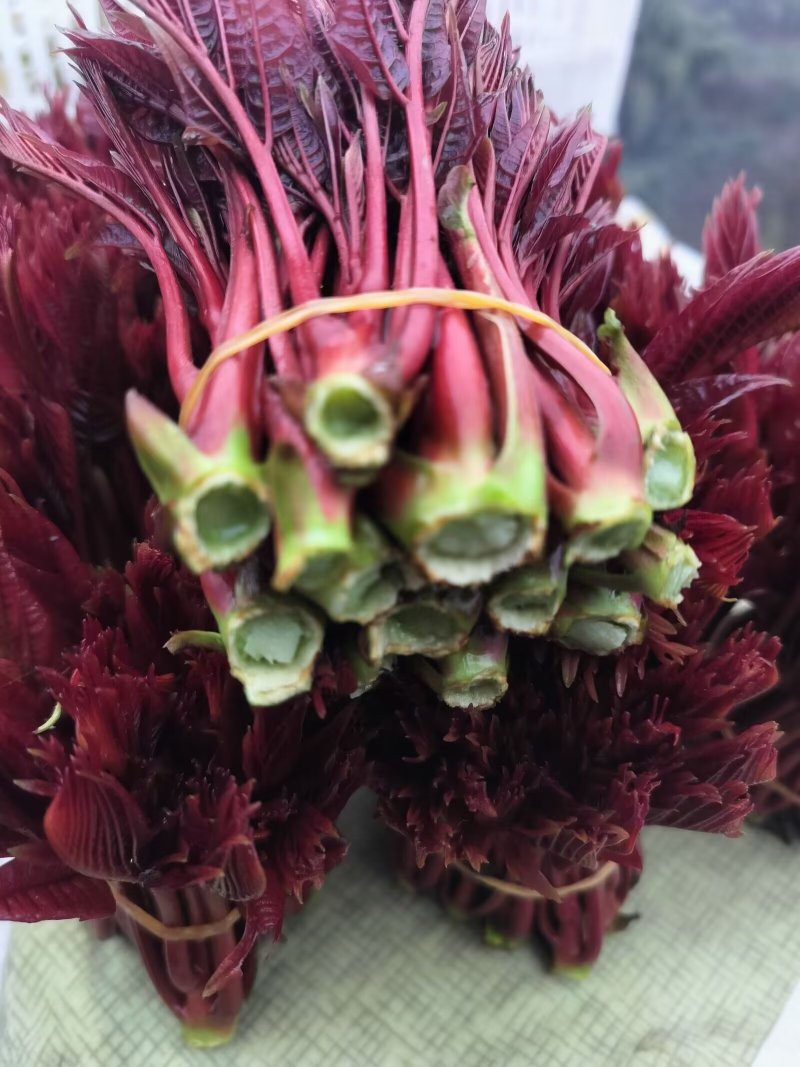 香椿芽批发，一手货源，自己种植，自己打包，规格按要求