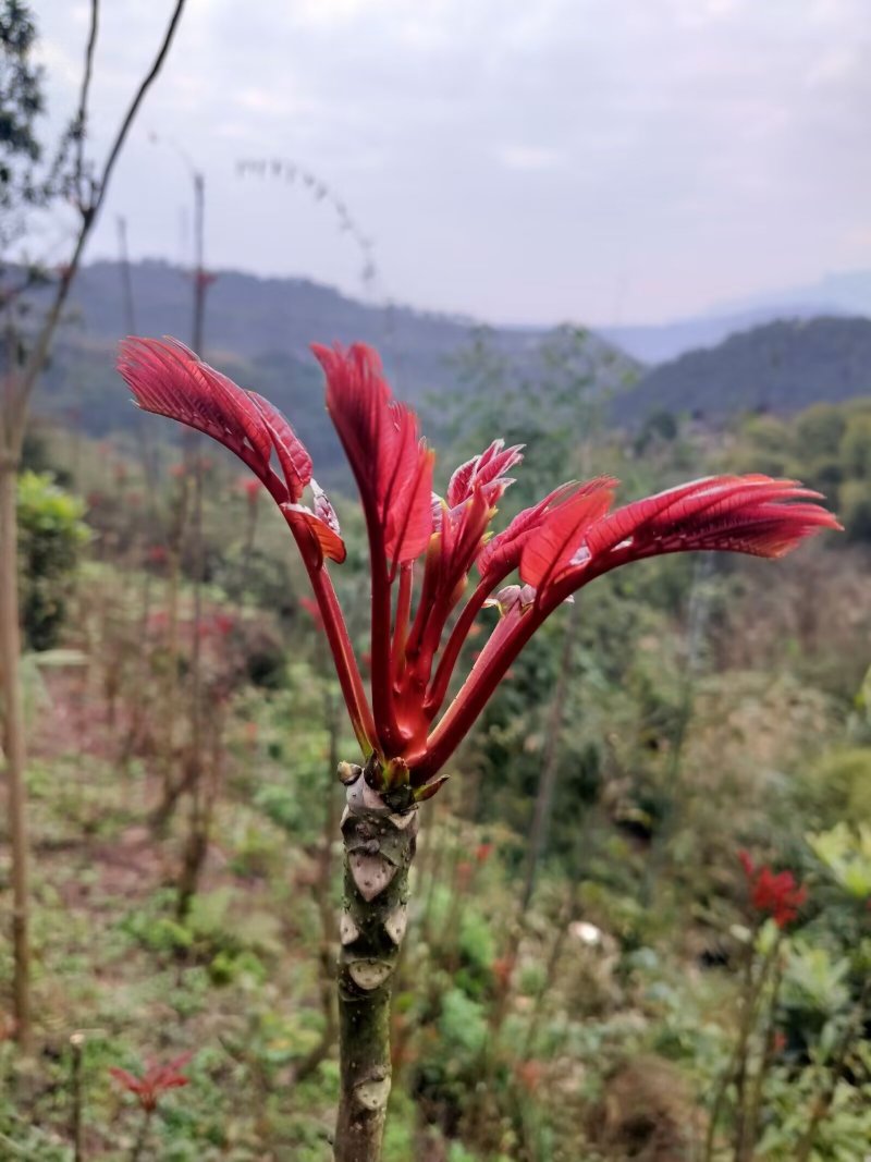 香椿芽批发，一手货源，自己种植，自己打包，规格按要求