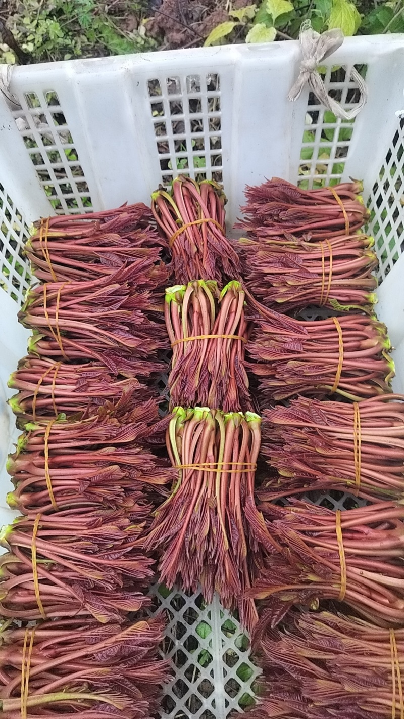 香椿芽批发，一手货源，自己种植，自己打包，规格按要求