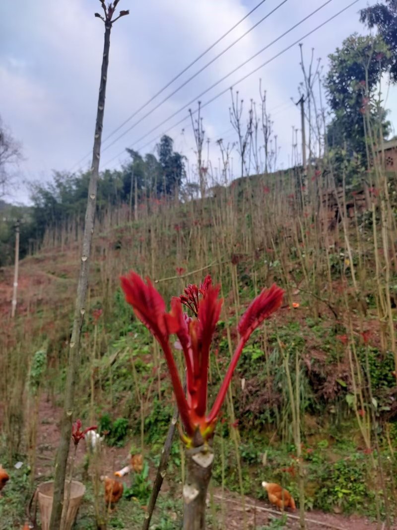 香椿芽，适合发单件，希望有一个长期合作的老板