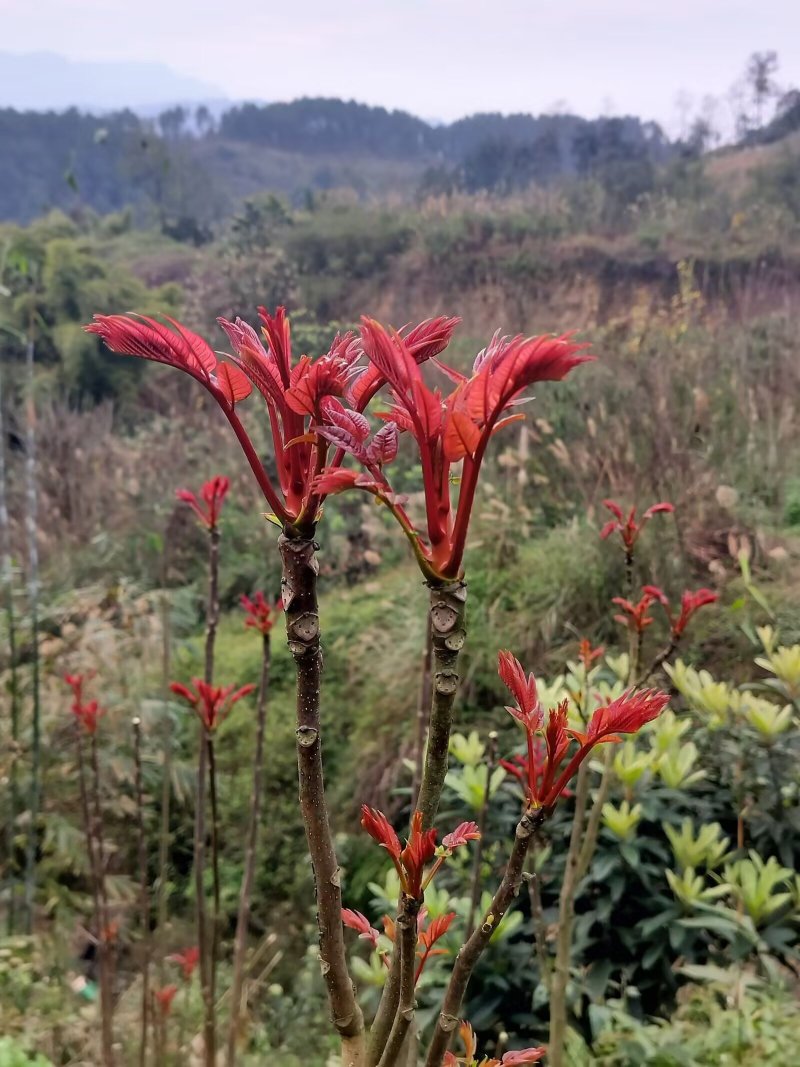 香椿芽，适合发单件，希望有一个长期合作的老板