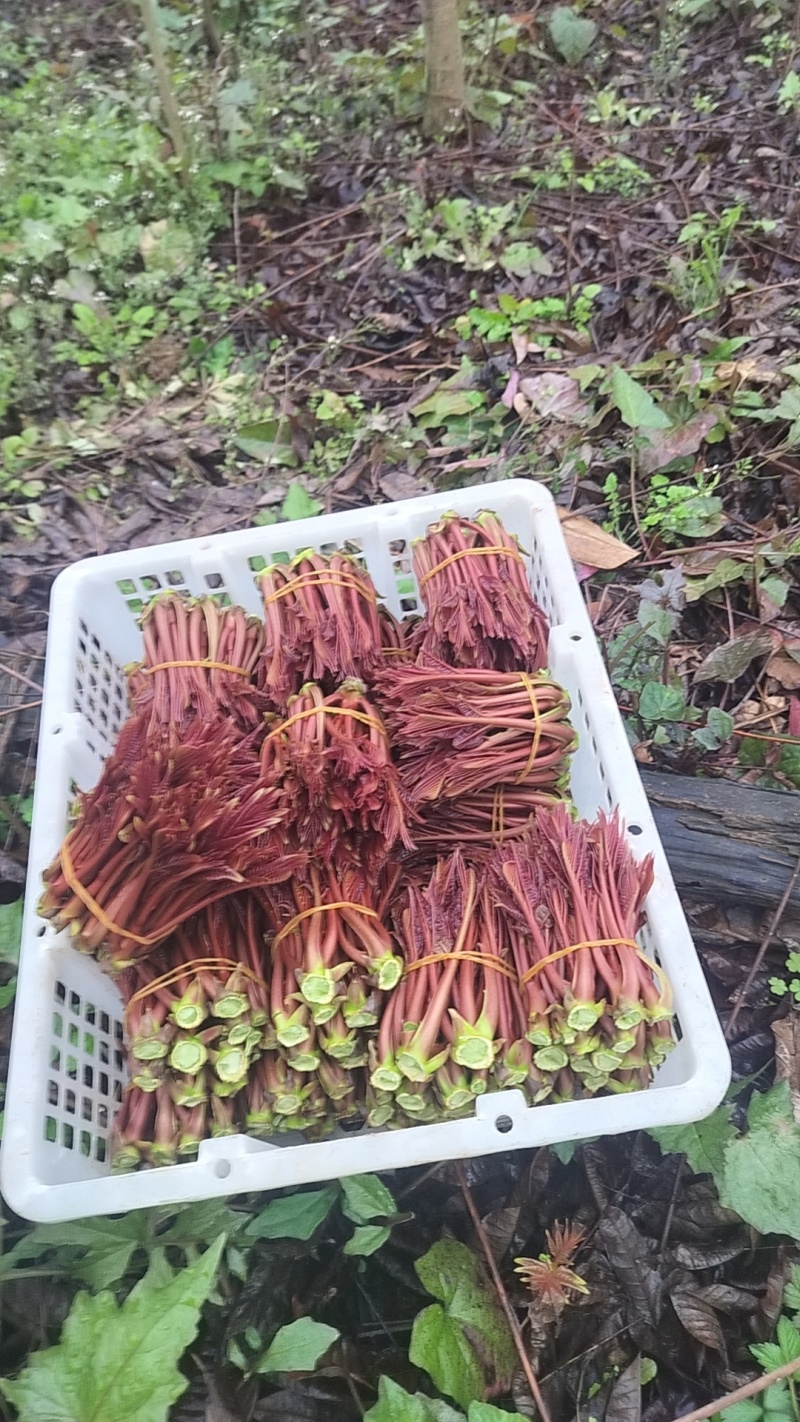 香椿芽，适合发单件，希望有一个长期合作的老板