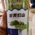中早熟翠绿条长豆角种子翠美豇山肉质厚嫩荚条长不鼓粒采收期