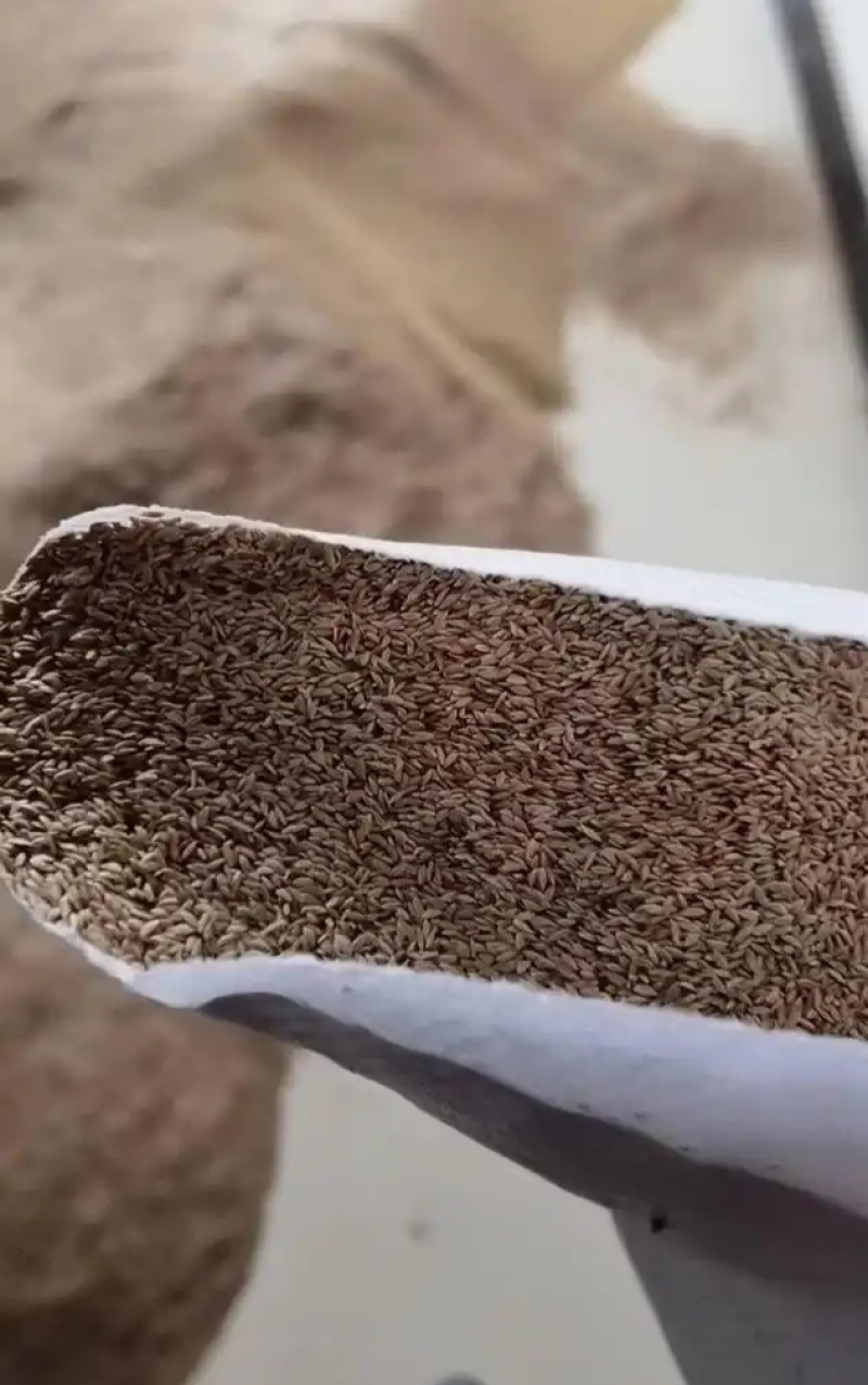 小雏菊花种子混色糖果菊花种籽子乒乓菊易花种四季开花室外花