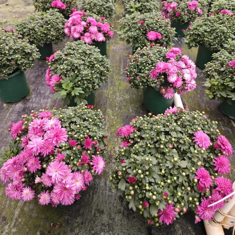 0.5加仑球菊自然型20装一箱特惠价6元一盆实物实拍