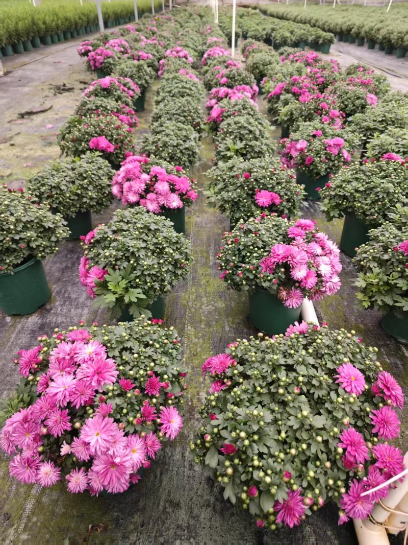 0.5加仑球菊自然型20装一箱特惠价6元一盆实物实拍