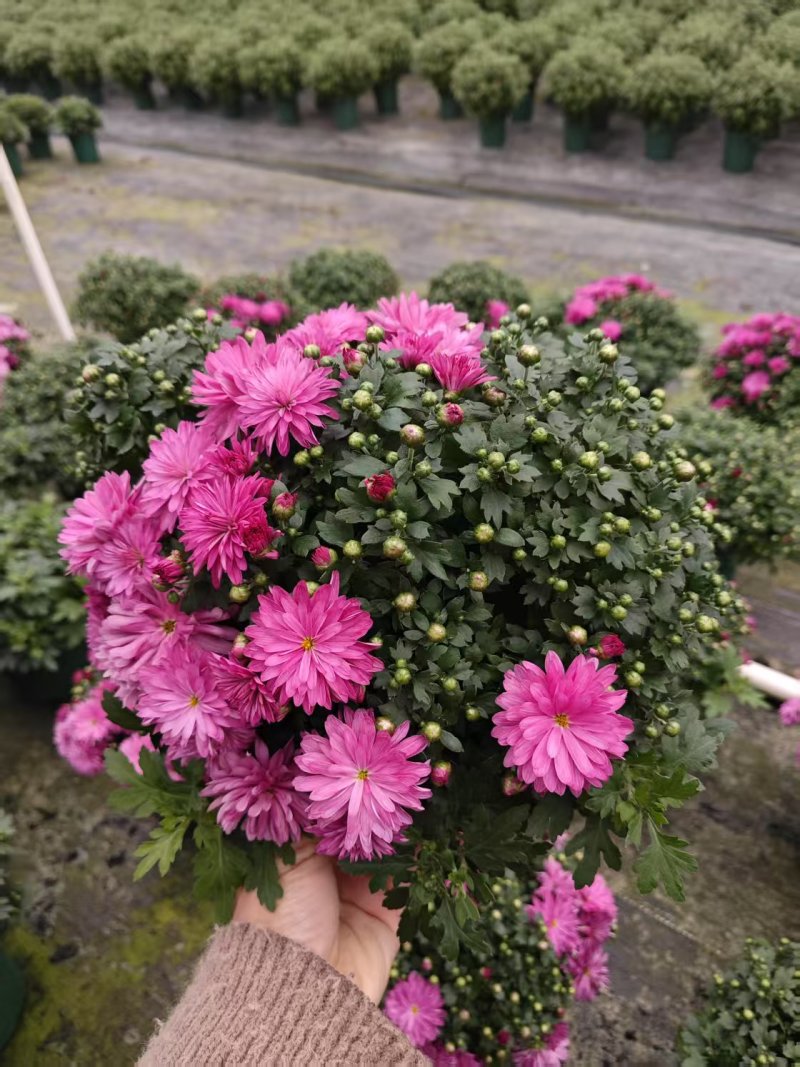 0.5加仑球菊自然型20装一箱特惠价6元一盆实物实拍
