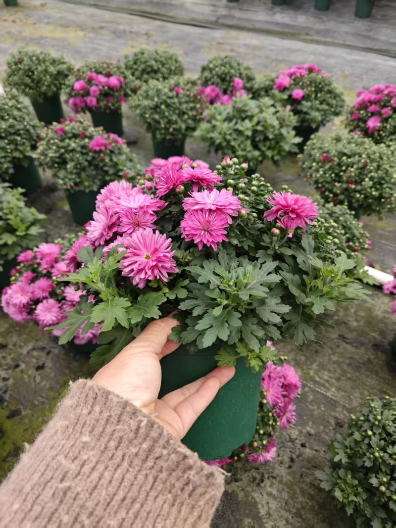 0.5加仑球菊自然型20装一箱特惠价6元一盆实物实拍