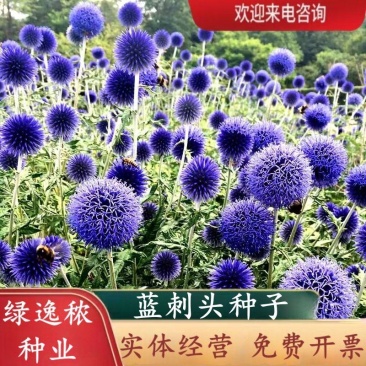 蓝刺头花种籽子多年生宿根花卉种子冬季耐寒室内阳台庭院盆栽