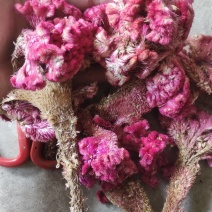 鸡冠花中药材红鸡冠花、白鸡冠花图片实拍产地发货