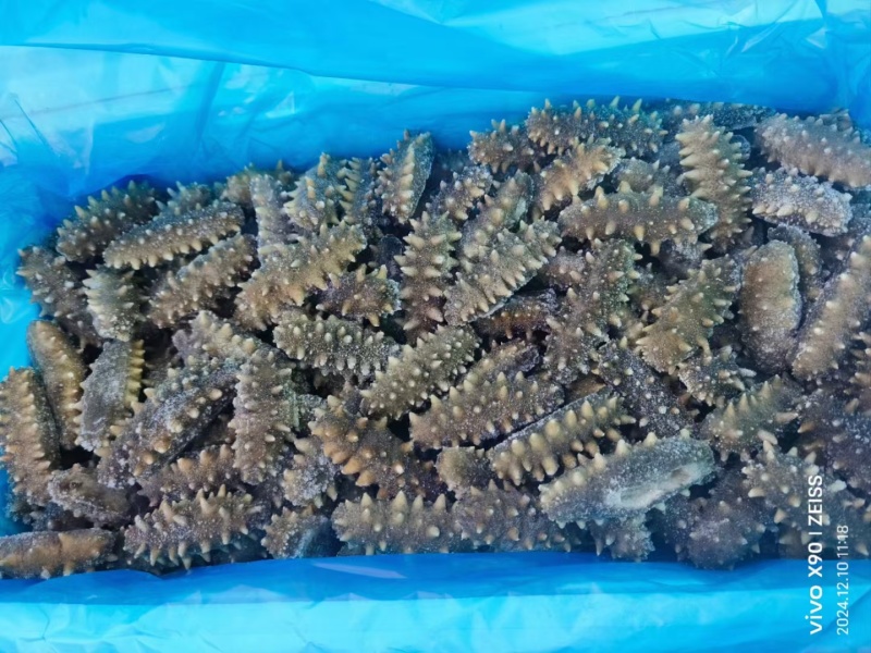 即食海参，不是圈养的，懂得都懂！质量好！